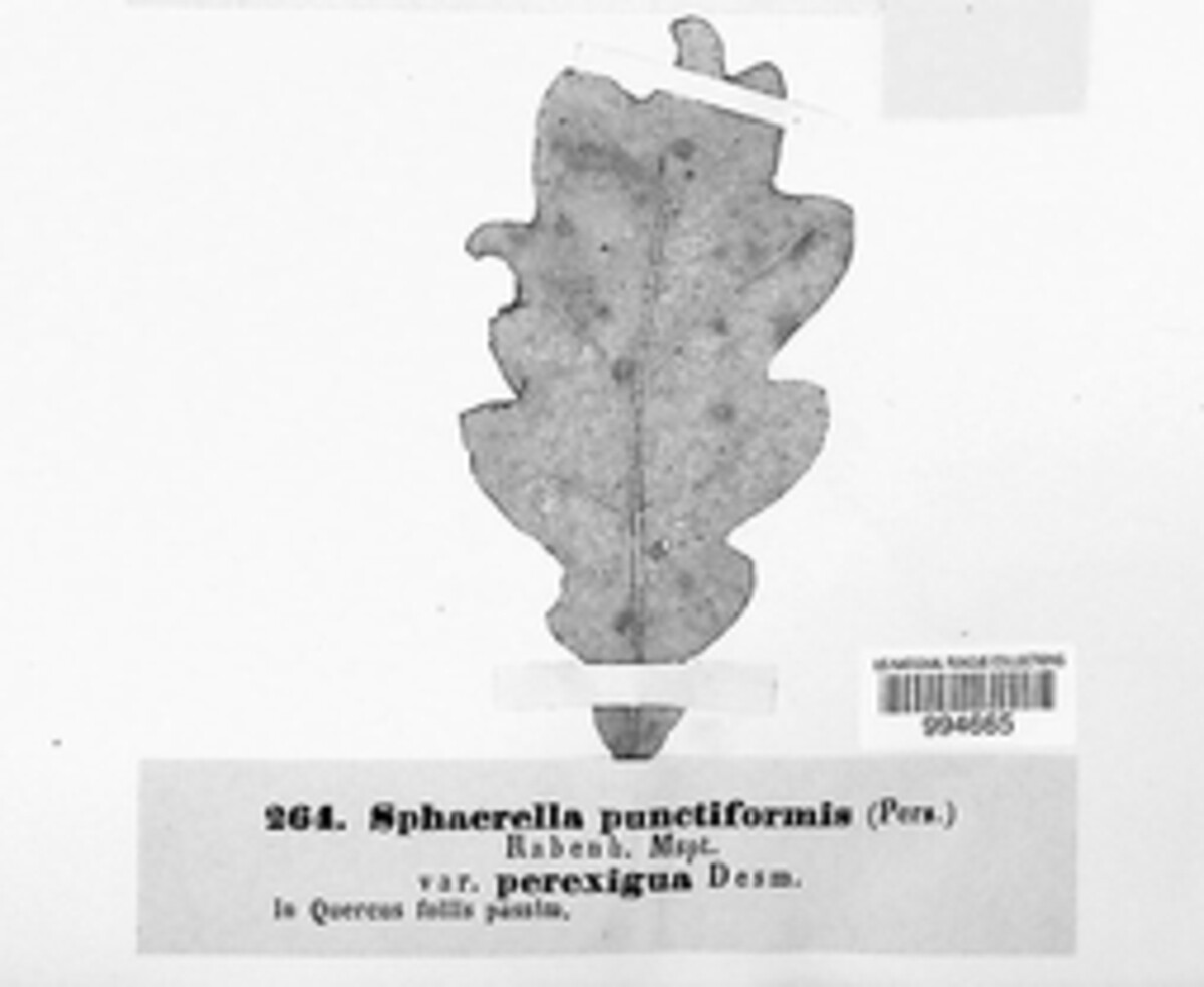 Sphaerella punctiformis var. perexigua image